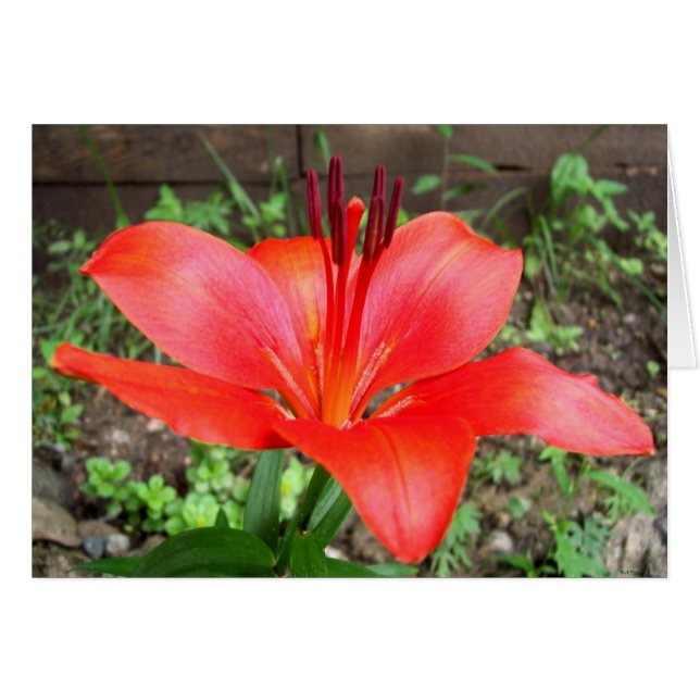 Red Lilie 2 (Front Horizontal)