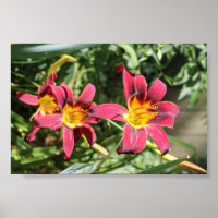 Red Lillies of Kentucky