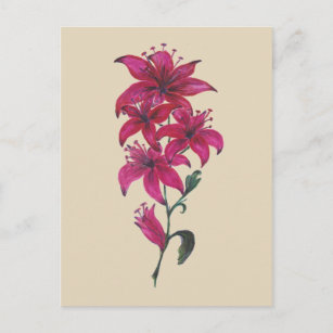 Red Lillies Watercolor beige Postcard