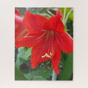 Red Lilly Flower Puzzle 