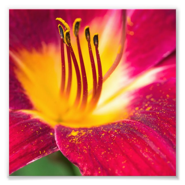Red Lily Close up Macro Photo Print (Front)