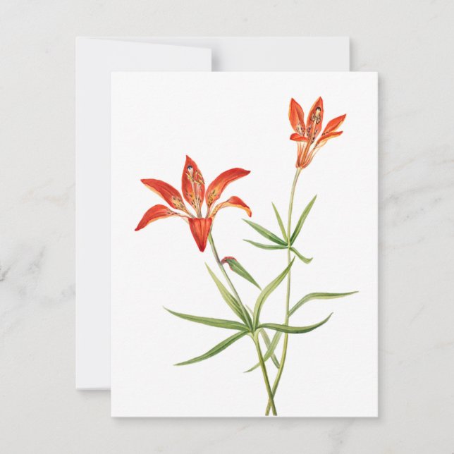 Red Lily Flowers - Vintage Botanical Art Card (Front)