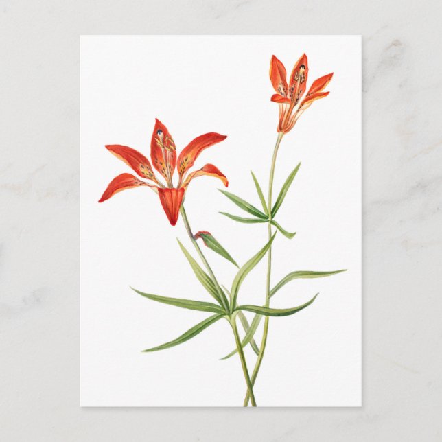 Red Lily Flowers - Vintage Botanical Art Postcard (Front)