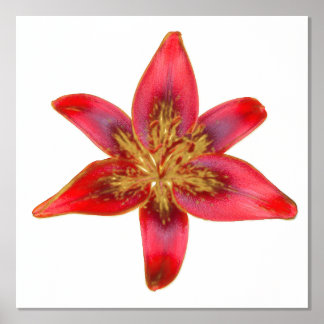 Red Lily - Lilium asiatic Foil Accent Print Poster