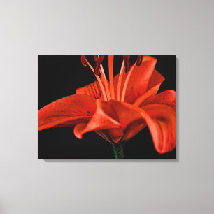 Red Lily On Black Canvas Print