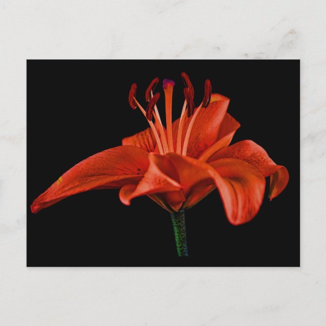 Red Lily On Black Postcard (Front)