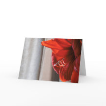 Red Lion Amaryllis Flower Carte du Nouvel An