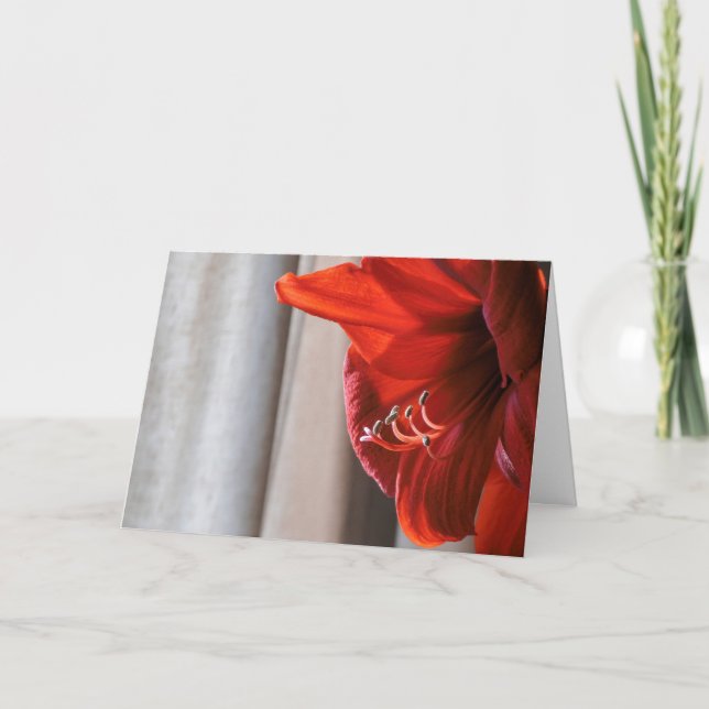 Red Lion Amaryllis Flower Carte du Nouvel An (Devant)