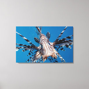 Red Lionfish 2 Canvas Print