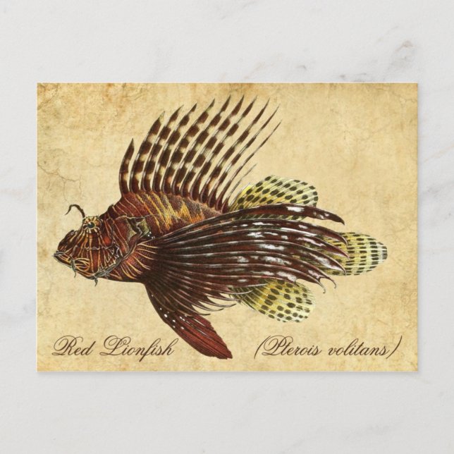 Red Lionfish Postcard (Front)
