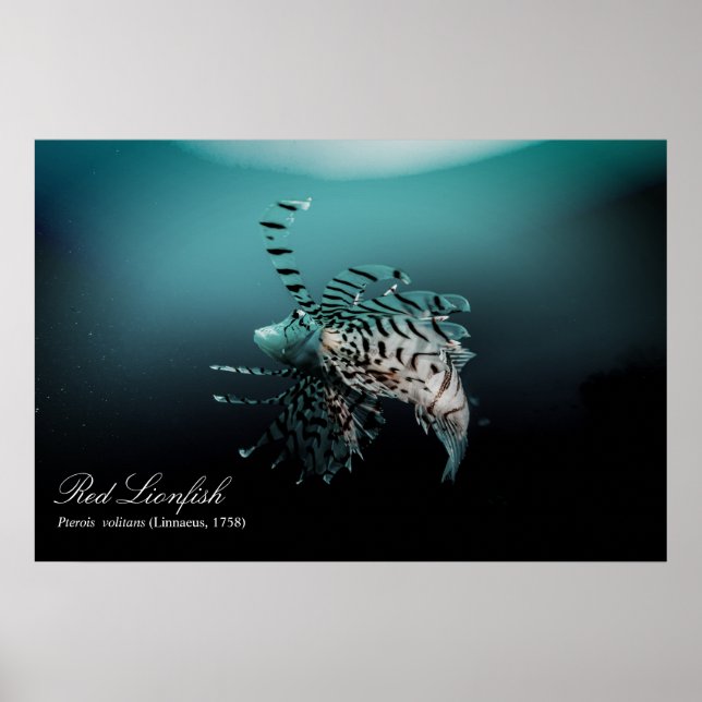 Red lionfish (Pterois volitans ,Linnaeus, 1758) Poster (Front)