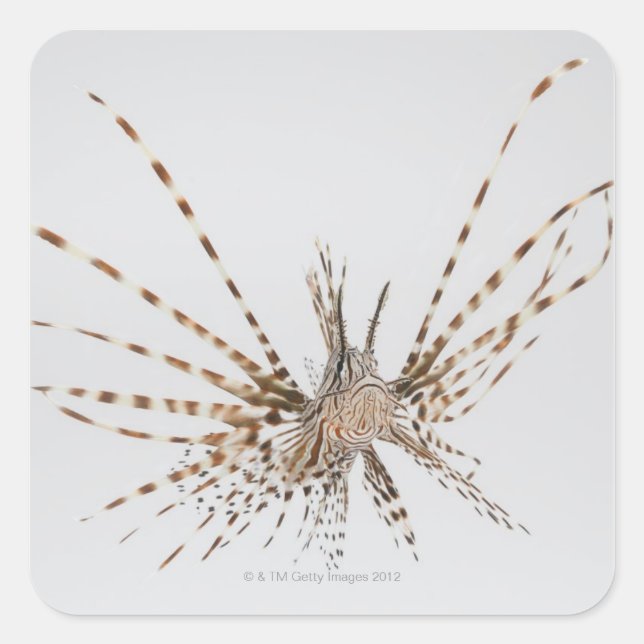 Red lionfish (Pterois volitans) Square Sticker (Front)