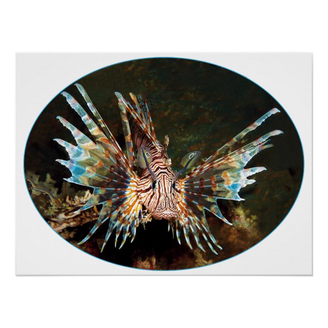 Red Lionfish, Raja Ampat - Photographic design |  Poster (Front)