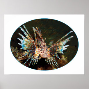 Red Lionfish, Raja Ampat - Photographic design Poster