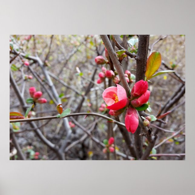red little flowers poster (Front)