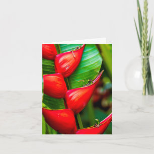 Red Lobster Claw Heliconia, Kauai, Hawaii Note Card