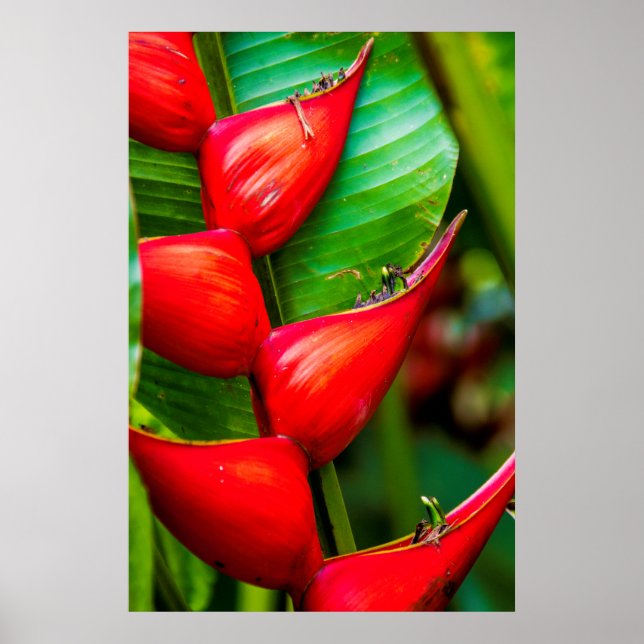 Red Lobster Claw Heliconia, Kauai, Hawaii Poster (Front)