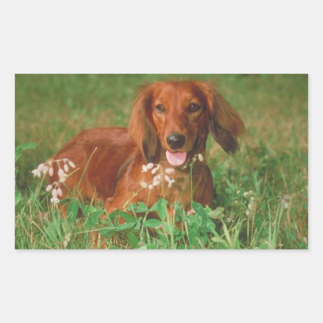 Red Long Haired Dachshund Sticker (Front)