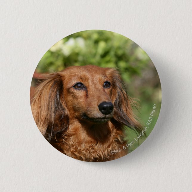 Red Long-haired Miniature Dachshund 2 Inch Round Button (Front)