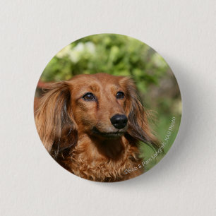 Red Long-haired Miniature Dachshund 2 Inch Round Button