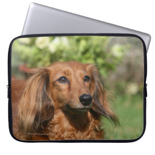 Red Long-haired Miniature Dachshund Laptop Sleeve