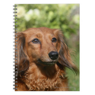 Red Long-haired Miniature Dachshund Notebook