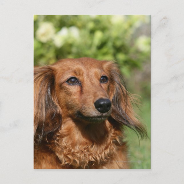 Red Long-haired Miniature Dachshund Postcard (Front)