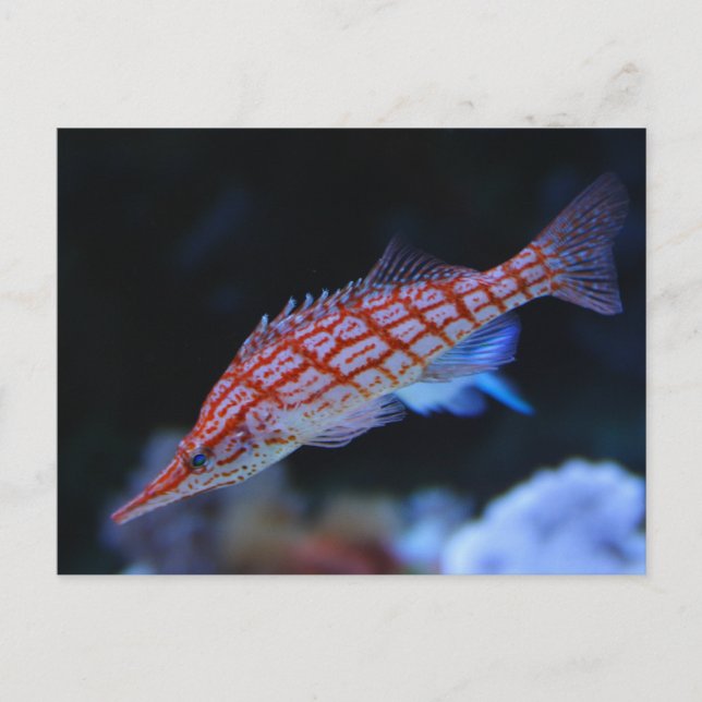 Red Longnose Hawkfish Postcard (Front)