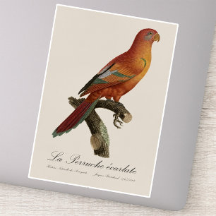 Red Lory or Eos Bornea, Trichoglossus borneus