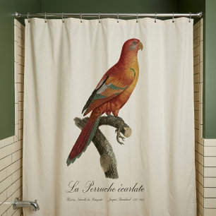 Red Lory or Eos Bornea, Trichoglossus borneus