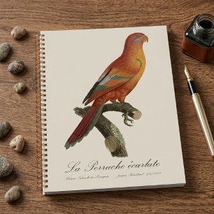 Red Lory or Eos Bornea, Trichoglossus borneus Planner