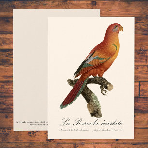 Red Lory or Eos Bornea, Trichoglossus borneus Thank You Card