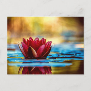 Red Lotus Water Lily Flower Postcard