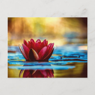 Red Lotus Water Lily Flower Postcard