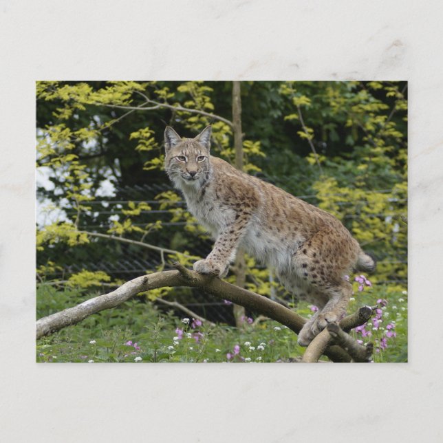 Red Lynx On A Tree Branch Postcard (Front)