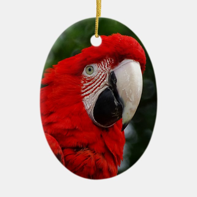 Red Macaw Ceramic Ornament (Front)