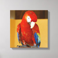 Red Macaw Tropical Parrot in Mexico