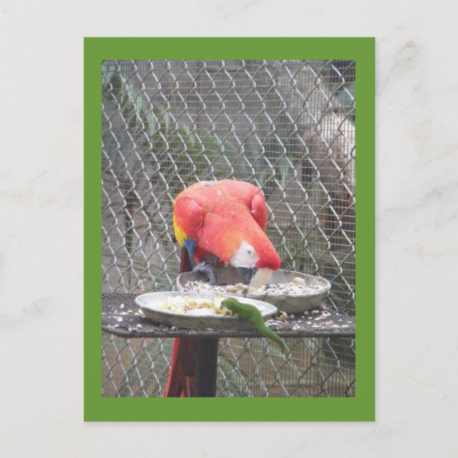 Red Macaw with gecko Postcard (Front)