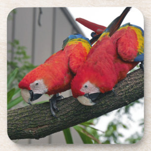 Red Macaws 2.JPG Coaster