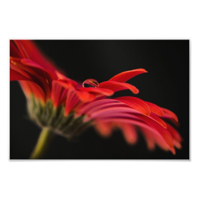 Red Macro Gerbera Flower Photo Print (Front)