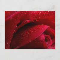 Red Macro Rose with Water Droplets