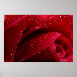 Red Macro Rose with Water Droplets Poster