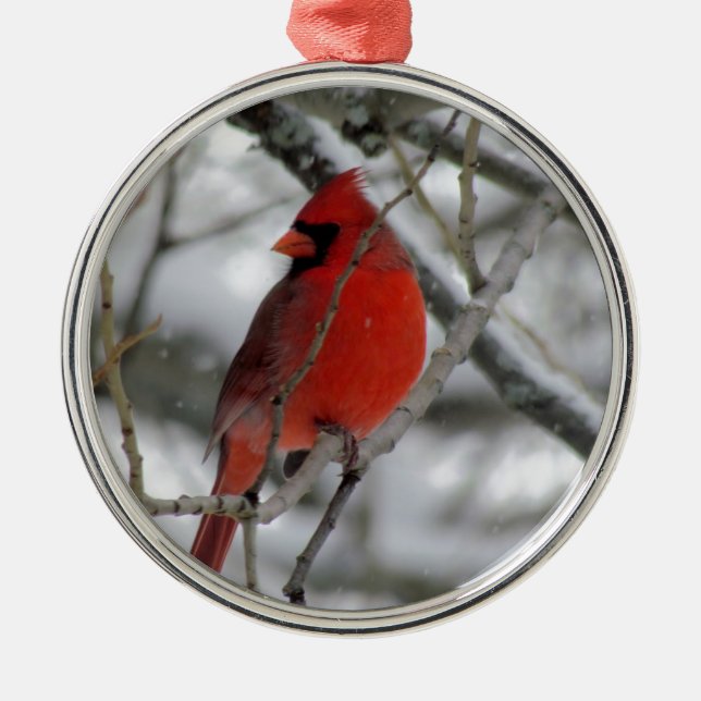 Red male cardinal in the winter metal ornament (Front)