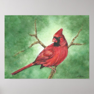 Red Male Cardinal Poster