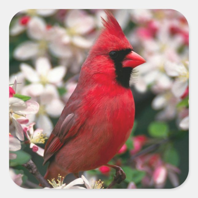 Red Male Cardinal Square Sticker (Front)