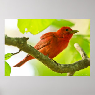 Red Male Summer Tanager on Branch Poster