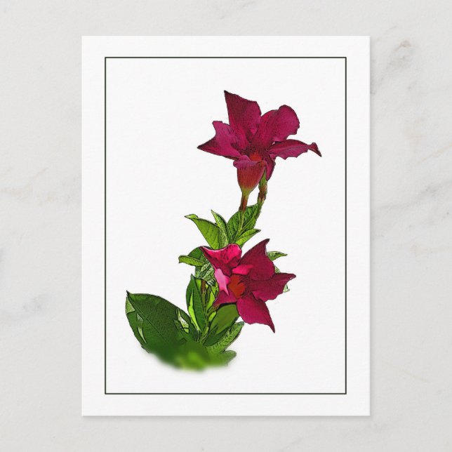 Red Mandevilla Botanical Sketch Postcard (Front)