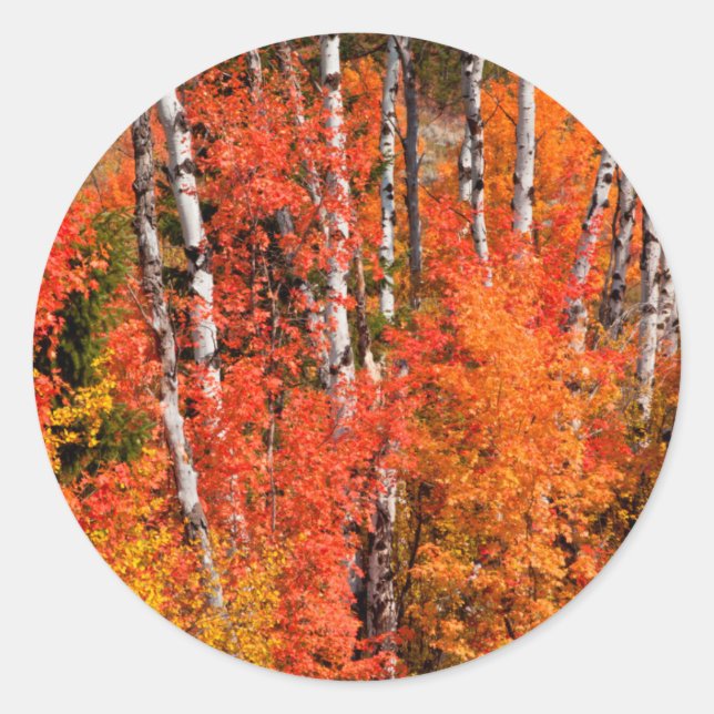Red Maple (Acer Rubra) And Aspens Classic Round Sticker (Front)