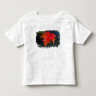 Red Maple Acer rubrum) red leaf in autumn, Toddler T-shirt