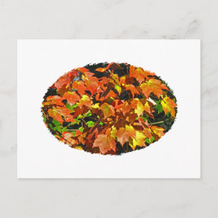 Red Maple (Autumn) Postcard